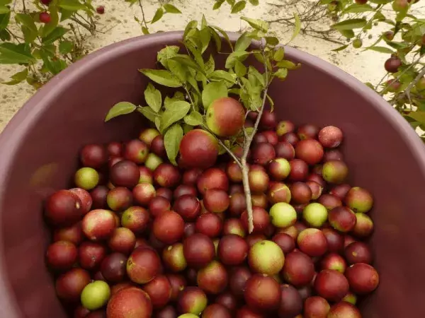Le camu-camu, un super fruit pour maigrir ?